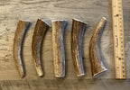 Premium Medium Elk/Deer Antler Dog Chew - Naturally Shed and Safe for Chewing (1 Piece) by Oregon Antler Works