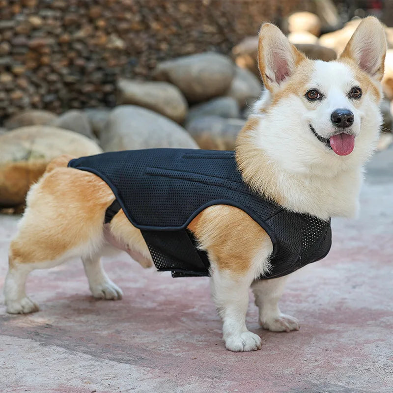 Pet Lumbar Spine Protective Clothing Relief Dog Back Pain Lumbar Disc Herniation Support Plate Wearable Back Support Dog Vest