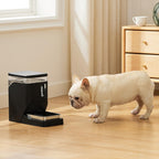 Automatic Dog Water Dispenser 6L with Stainless Steel Bowl, Automatic Water Bowl Dispenser for Cats, 1.6 Gallon Pet Waterer 100% BPA Free, Black